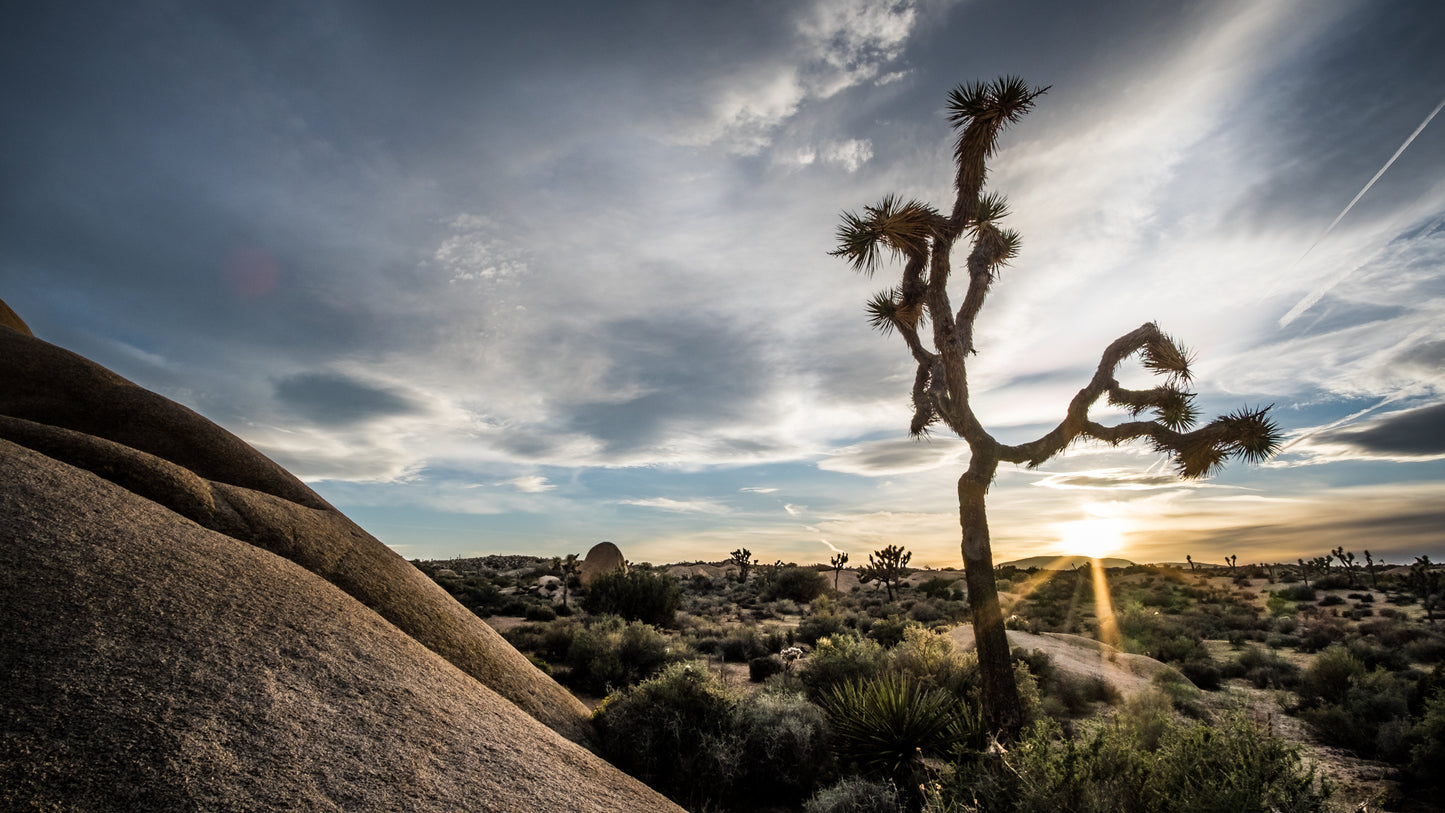 DESERT SENTINEL