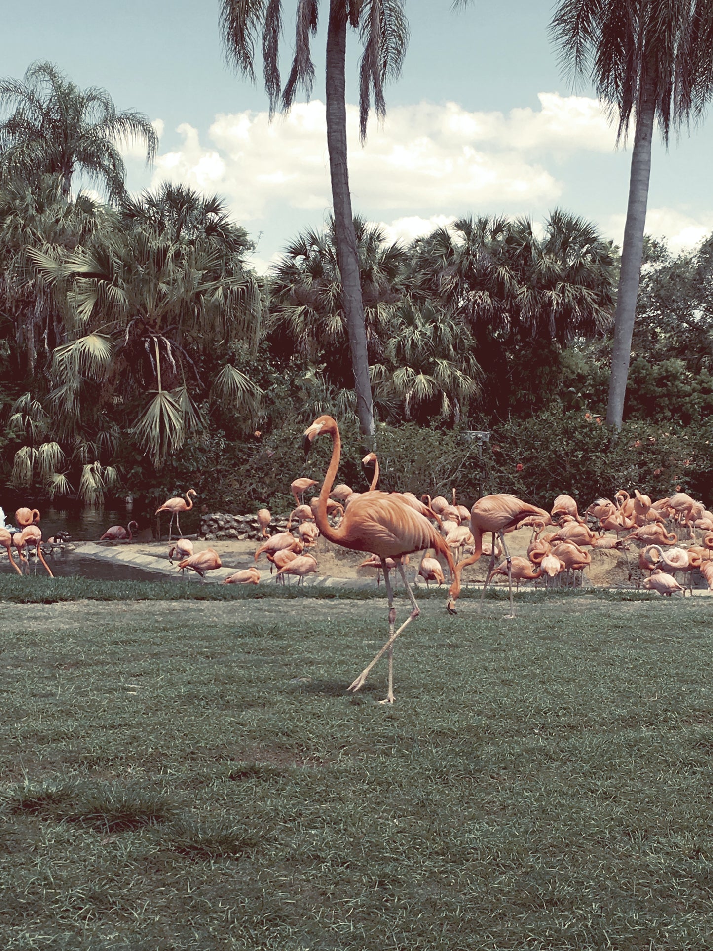 FLAMINGOS IN BLOOM