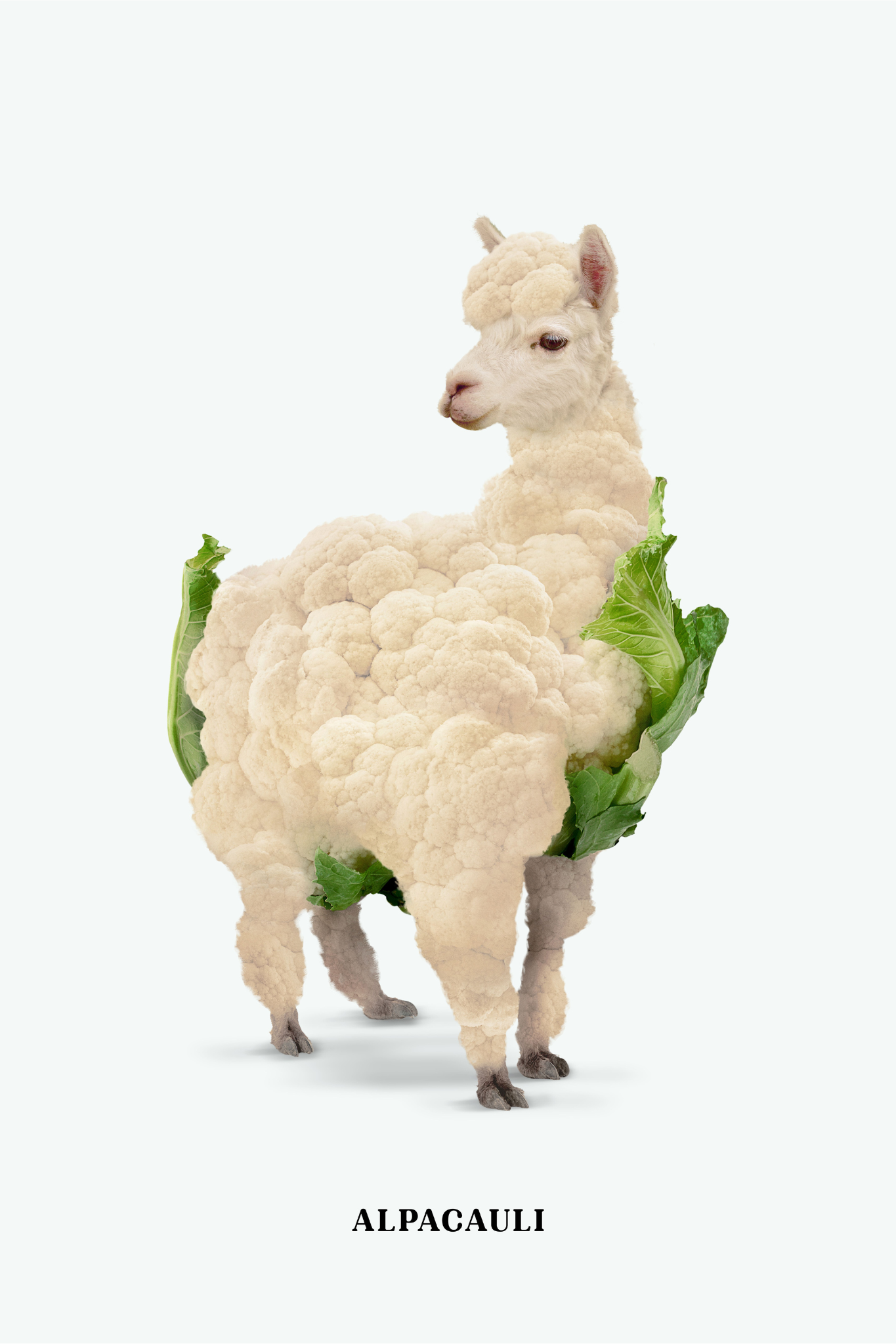 ALPACAULI