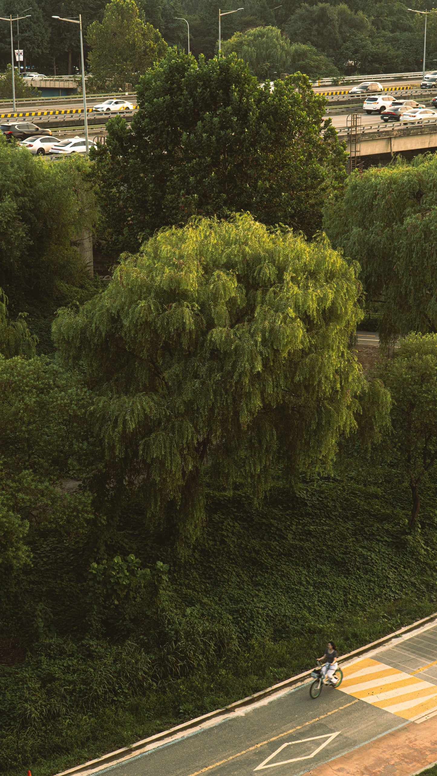 WILLOW TREE