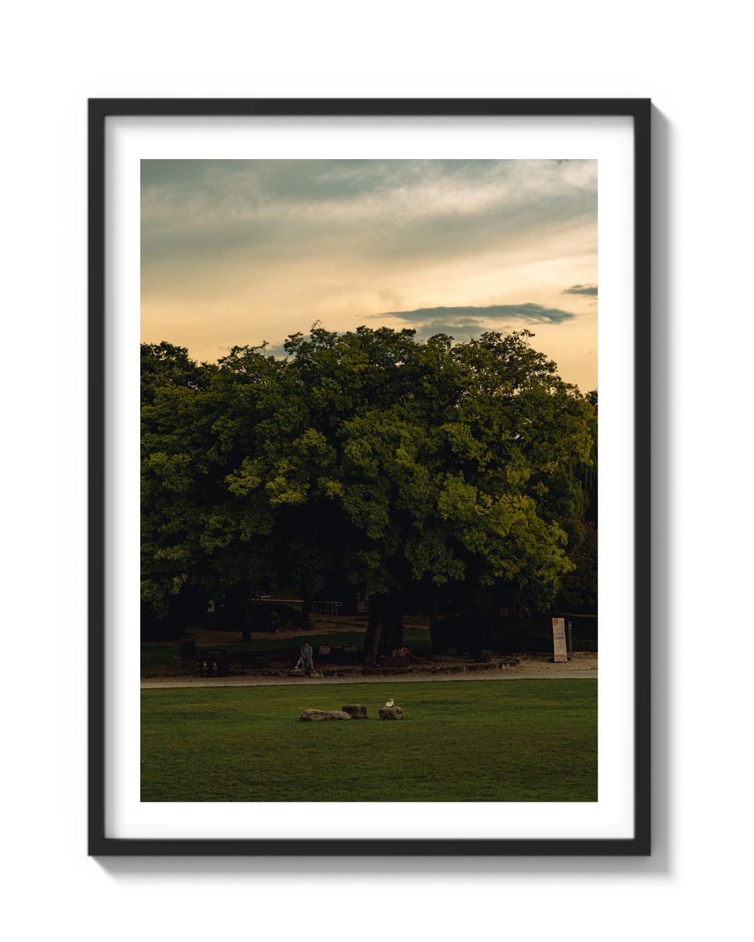 ZELKOVA TREE