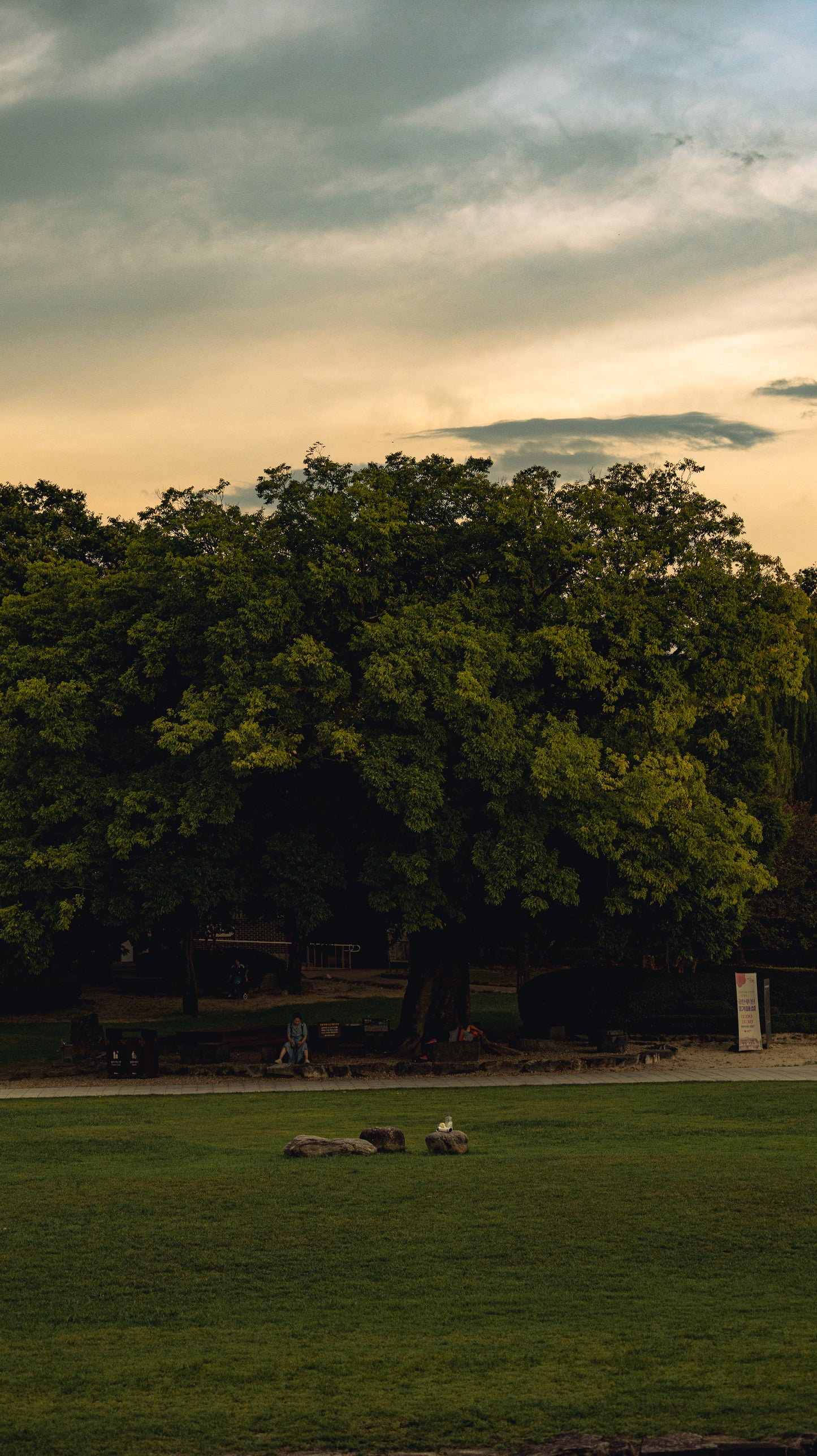 ZELKOVA TREE